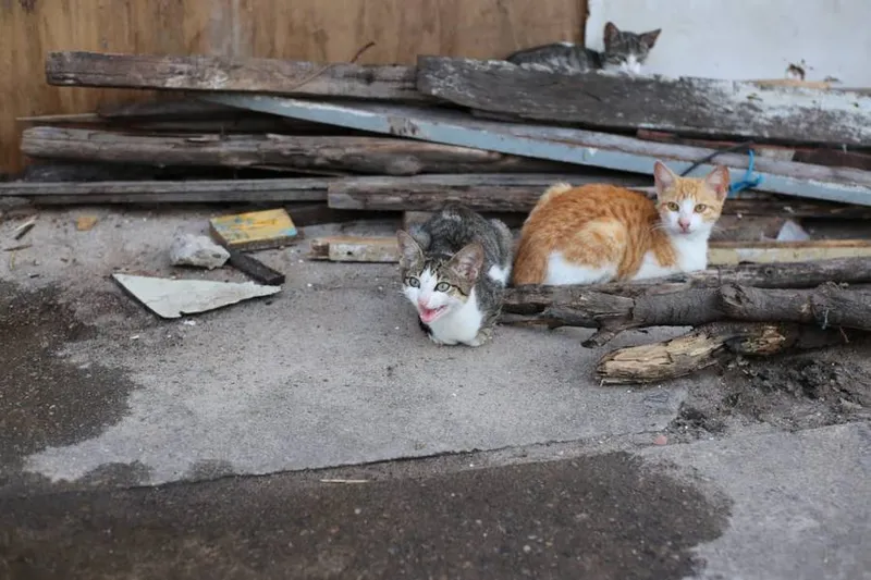 Donos dos animais acabam se mudando devido à restruturação da orla lagunar e muitos animais acabam ficando