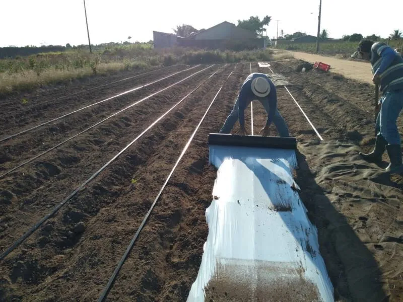 Geobags são usadas para forragem do solo no cultivo de produtos agrícolas orgânicos