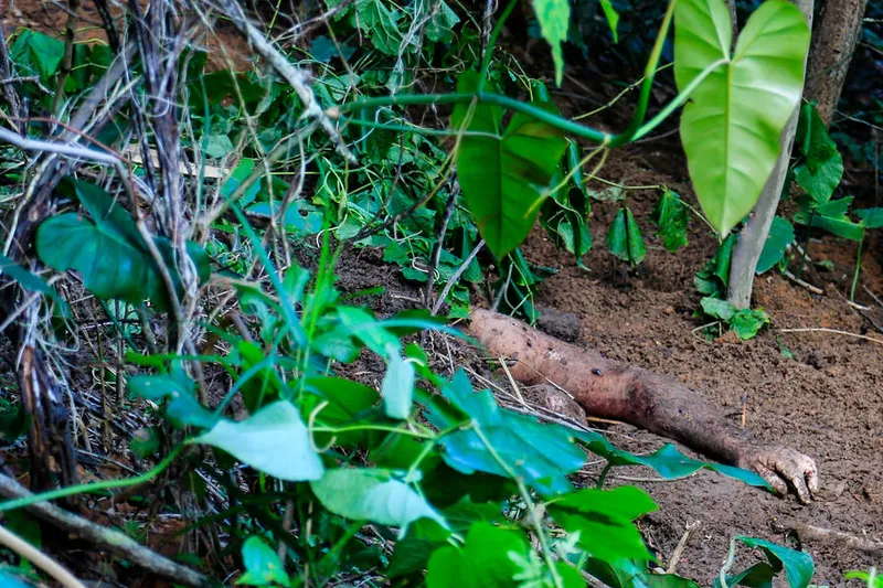 Coqueiro Seco-AL, 17 de agosto de 2021
Polícia localiza em cova rasa corpo de conselheiro tutelar que havia desaparecido em Coqueiro Seco, em Alagoas - Brasil.
Foto:@Ailton Cruz