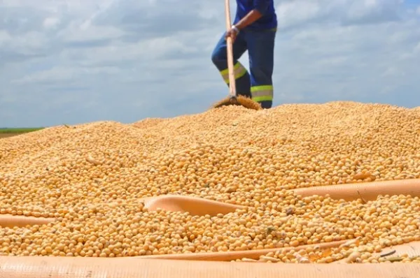 Mesmo com o recuo, a soja foi o terceiro principal produto de exportação de Alagoas