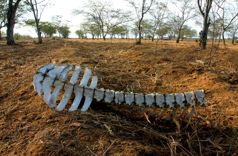 Situação de emergência em decorrência da seca deve ser publicada nesta quarta, no DOU