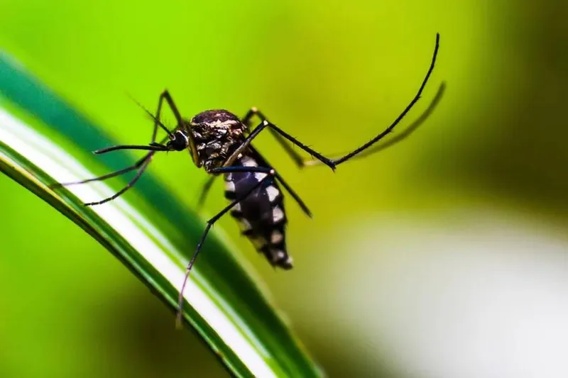 Imagem ilustrativa da imagem MULHER DE 33 ANOS MORRE DE DENGUE HEMORRÁGICA