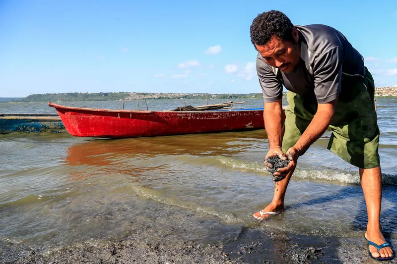 Maceió, 05 de dezembro de 2017
A volta do Sururu que está previsto para 90 dias, segundo o pescador e catador do marisco, na Lagoa Mundaú.
Foto: ©Ailton Cruz