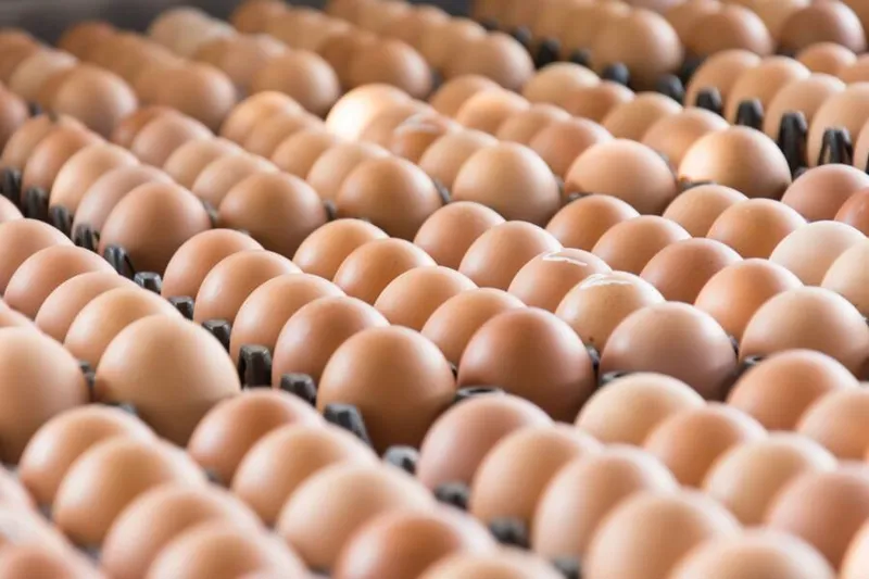 A produção de ovos de galinha em Alagoas teve um incremento de 155 mil dúzias
