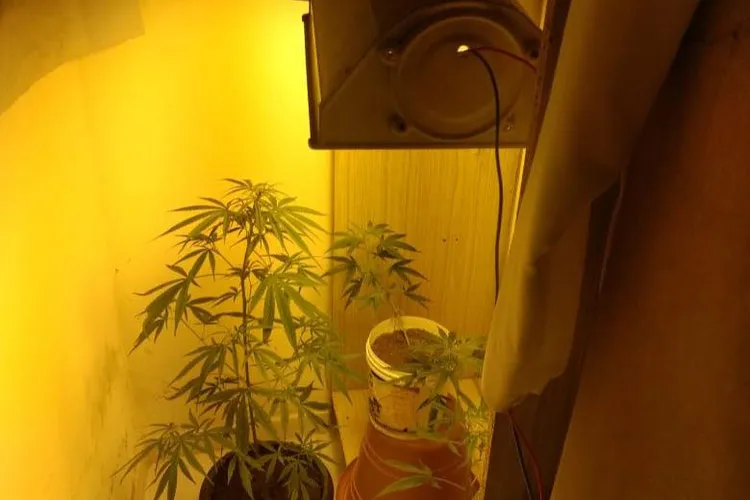 Imagem ilustrativa da imagem SERVIDOR É FLAGRADO COM PLANTAÇÃO DOMÉSTICA DE MACONHA NO PILAR