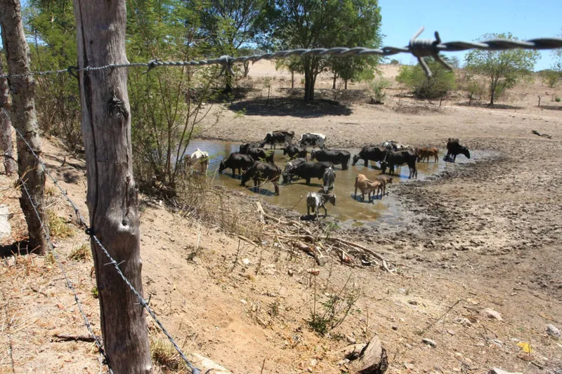 Imagem ilustrativa da imagem ALAGOAS TEM SECA EM 44,6% DO TERRITÓRIO, APONTA MONITOR