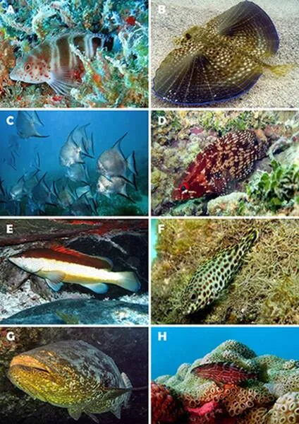 Imagem ilustrativa da imagem ÁREA DE PROTEÇÃO ABRIGA 40 ESPÉCIES DE PEIXES COM AMEAÇA DE EXTINÇÃO