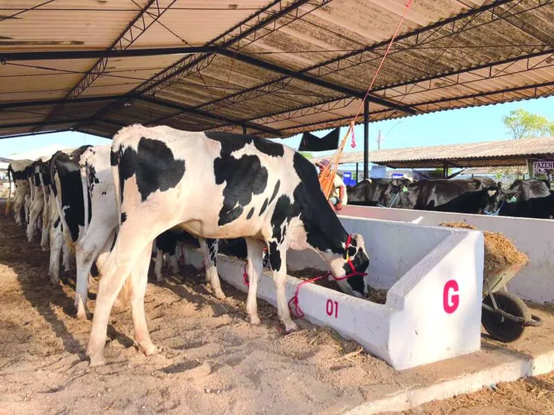 Imagem ilustrativa da imagem Agro comemora conquistas em 2021