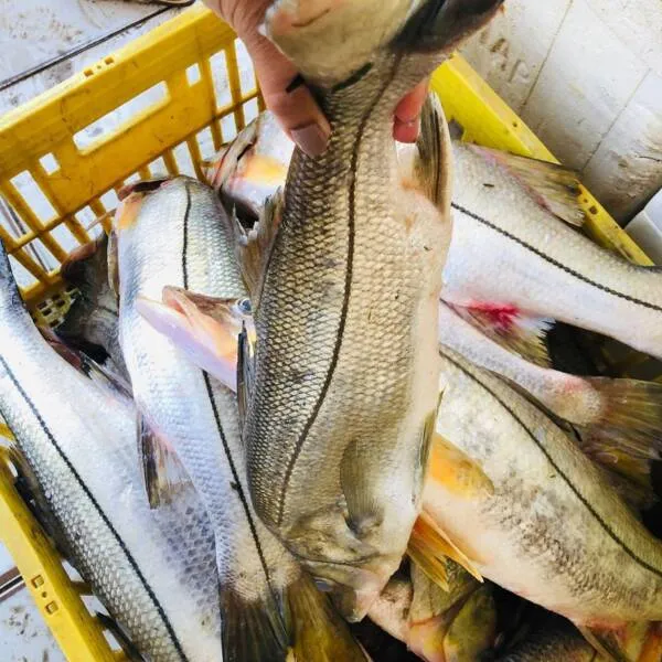 Venda de pescados pelas redes sociais registrou crescimento com a pandemia de Covid-19