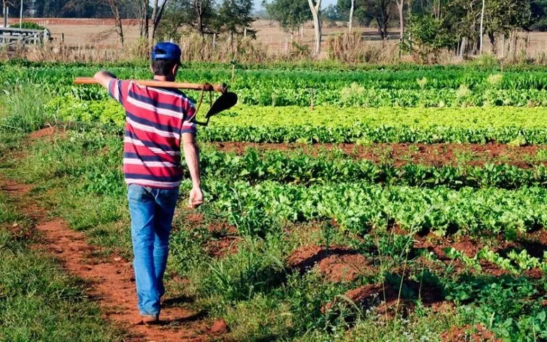 Imagem ilustrativa da imagem Governo Renan e 50% das prefeituras não cumprem a lei da merenda escolar