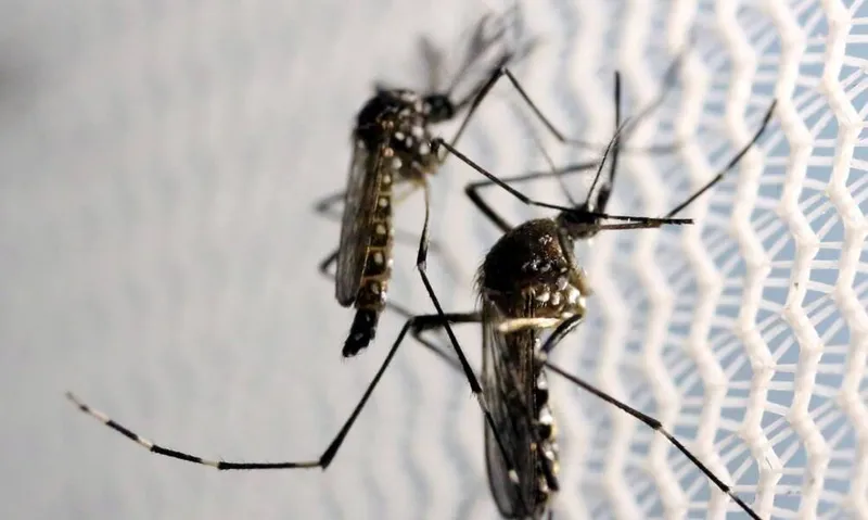 Imagem ilustrativa da imagem MACEIÓ REGISTRA AUMENTO DE 14% EM CASOS DE DENGUE