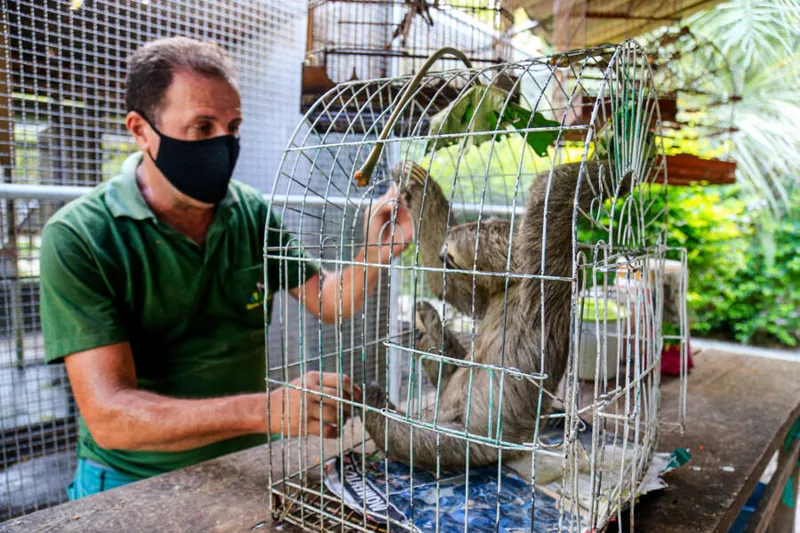 Maceió, 20 de dezembro de 2021
Animais resgatados e recuperandos no IBAMA, em Maceió. Alagoas - Brasil.
Foto:@Ailton Cruz