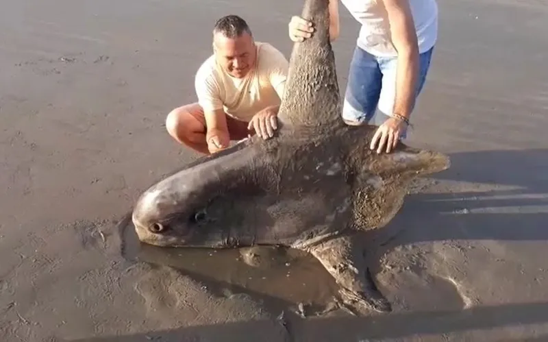 Imagem ilustrativa da imagem MAIS DE 700 ENCALHES DE ANIMAIS MARINHOS FORAM REGISTRADOS EM AL EM 2021