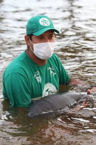 Imagem ilustrativa da imagem PEIXE-BOI FÊMEA RESGATADA EM 2014 É PREPARADA PARA VOLTAR AO HABITAT