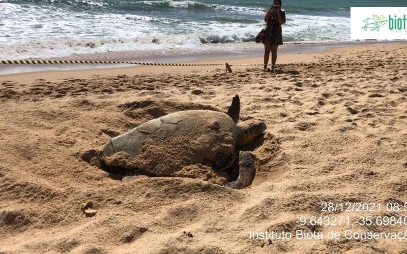 Imagem ilustrativa da imagem TARTARUGA DESOVA NA PRAIA DE JATIÚCA E TERÁ MONITORAMENTO DO INSTITUTO BIOTA