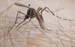 Imagem ilustrativa da imagem ALAGOAS É ESTADO COM 2ª MAIOR INCIDÊNCIA DE DENGUE NO NORDESTE
Variação do número de casos notificados é de 733,4% em comparação com o que foi registrado no mesmo período do ano passado 
REGINA CARVALHO
REPÓRTER
Boletim epidemiológico do Ministério da Saúde mostra que ocorreram 757.068 casos prováveis de dengue (taxa de incidência de 354,9 casos por 100 mil hab.) no Brasil até o fim da primeira semana de maio. E, quando se observa o número de notificações prováveis – com base na taxa de incidênc