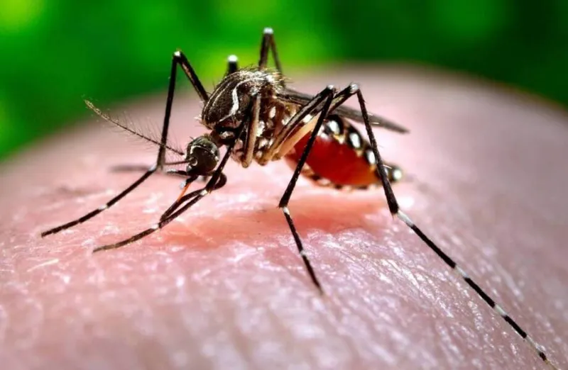 Em números absolutos, Alagoas tem 1.374 casos de chikungunya notificados até a SE 21