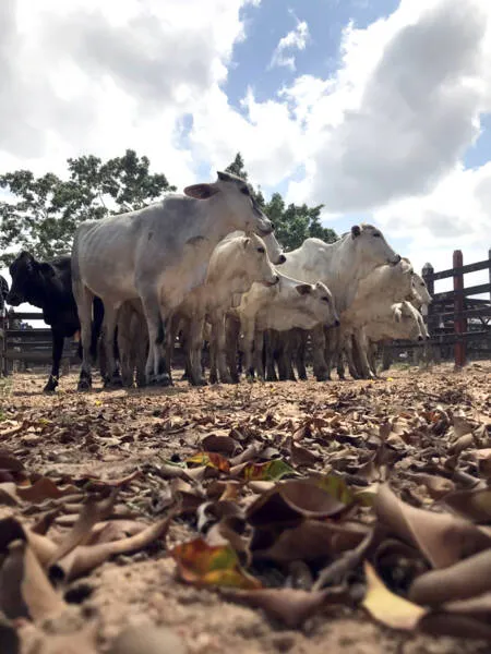 Imagem ilustrativa da imagem Bovinocultura de Corte em Alagoas - momento atual
