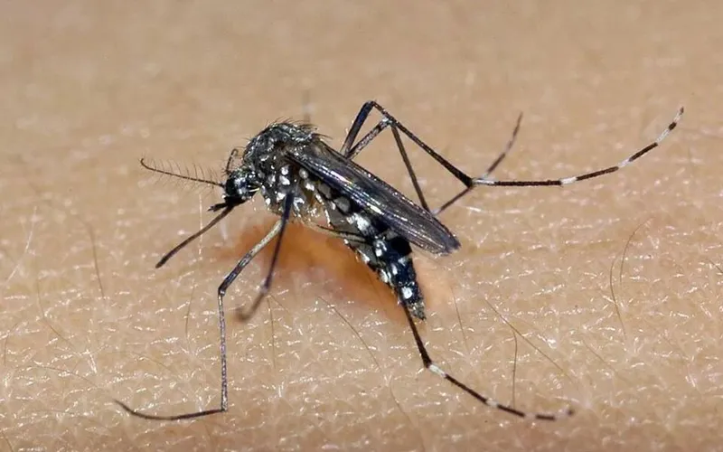 Boletim mostra que a incidência de chikungunya em Alagoas superou a média nacional