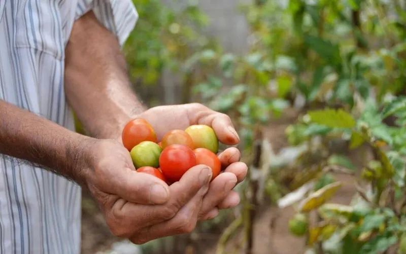 Imagem ilustrativa da imagem COMEÇA LIQUIDAÇÃO DE CRÉDITO RURAL PARA AGRICULTURA FAMILIAR