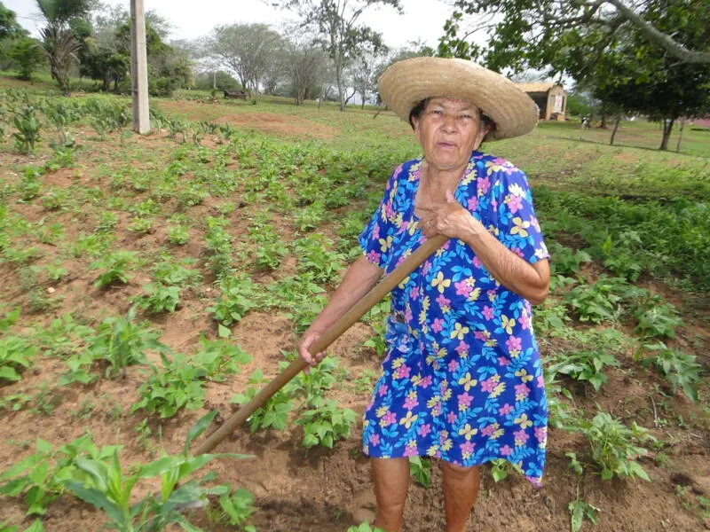 Imagem ilustrativa da imagem CONAB ESTIMA QUEDA NA SAFRA DE GRÃOS EM ALAGOAS EM 2022