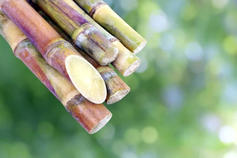 Imagem ilustrativa da imagem SETOR SUCROENERGÉTICO DIZ QUE CRÍTICA DE SANTORO A PROJETO É ‘MENTIROSA’