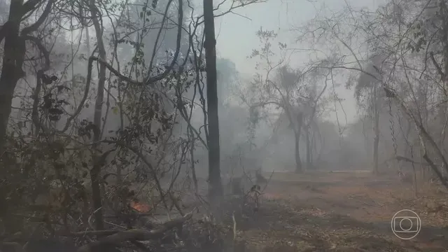 Imagem ilustrativa da imagem EM 3 ANOS, BRASIL PERDEU QUASE ‘UM ESTADO DO RJ’ POR DESMATAMENTO