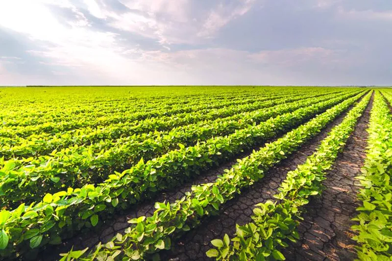 Imagem ilustrativa da imagem O FUTURO DO AGRO EM AL