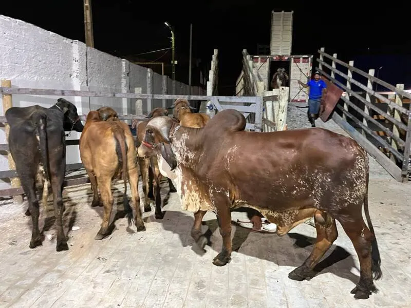 Imagem ilustrativa da imagem 72ª EXPOAGRO ALAGOAS: PECUÁRIA DEVE RECEBER ATÉ 3 MIL ANIMAIS