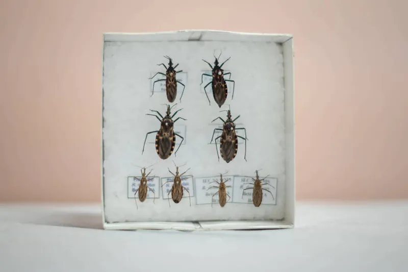 Imagem ilustrativa da imagem CERCA DE 1,2 MILHÃO DE BRASILEIROS TÊM CHAGAS; MAIORIA DESCONHECE
