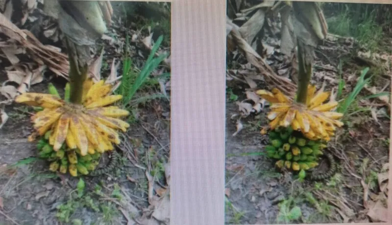 O uso de agrotóxico de forma pulverizada e indiscriminada é apontado como causador da destruição de lavouras da agricultura familiar