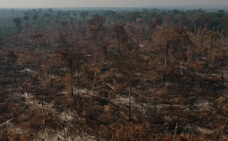 Desde o início de 2023, o Deter já apontou 375,3 km² desmatados na Amazônia