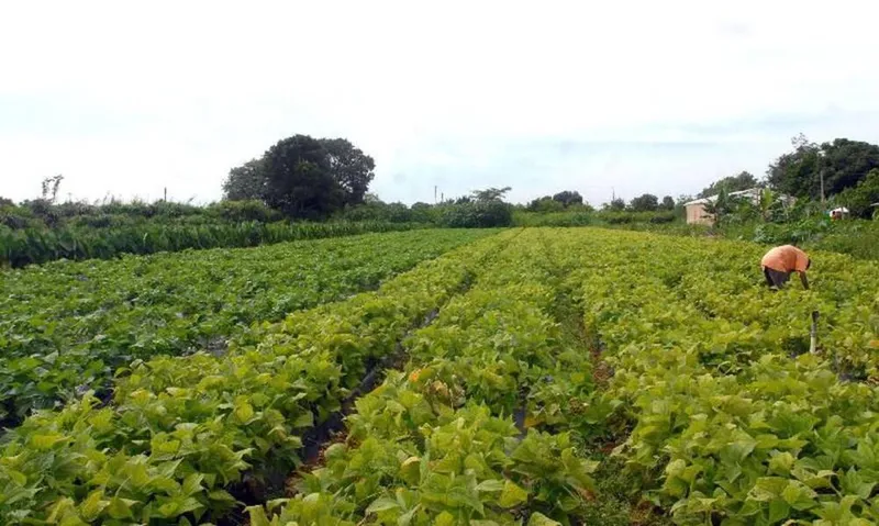 Os dados do IBGE mostram ainda que Alagoas deve ter uma safra recorde de feijão este ano