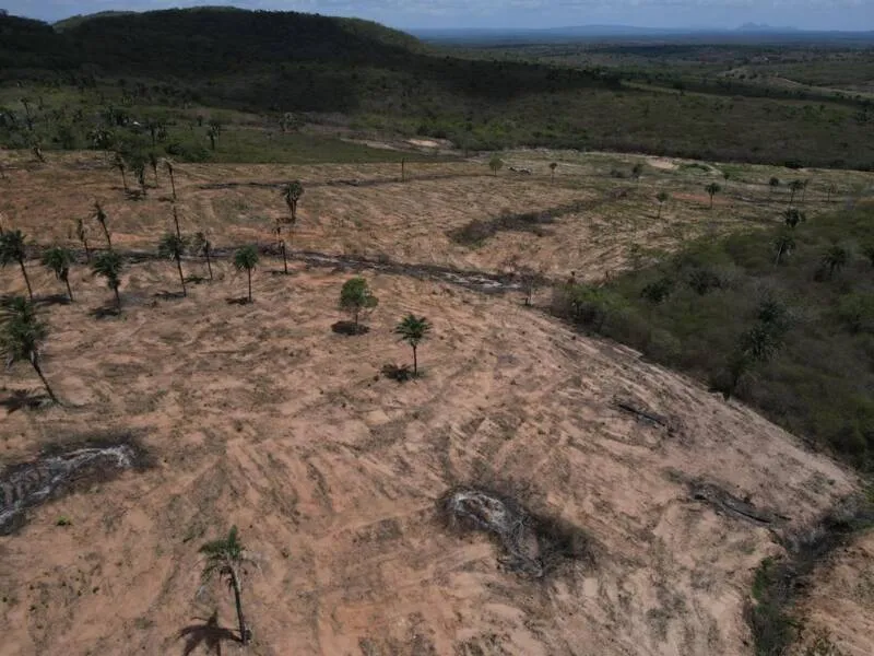 Imagem ilustrativa da imagem IBAMA E IMA EMBARGAM ÁREA EQUIVALENTE A 700 CAMPOS DE FUTEBOL