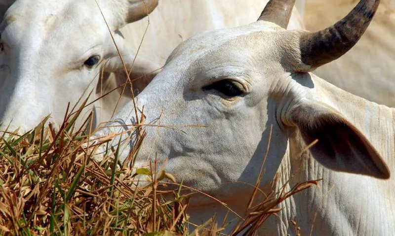 No ano passado, a receita das exportações de carne bovina registrou alta de 42% em relação a 2021