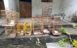 A ação ocorreu na Área de Proteção Ambiental (APA) do município de Murici, zona da Mata