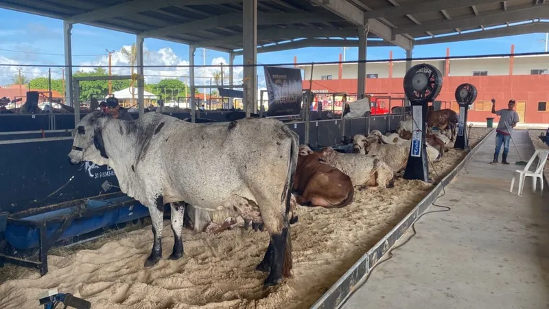 Além das exposições dos melhores animais, 10ª Expoalagoas oferece palestras técnicas