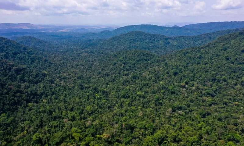 Imagem ilustrativa da imagem DESMATAMENTO NA AMAZÔNIA CAI 31% DE JANEIRO A MAIO