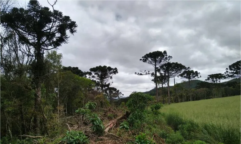Imagem ilustrativa da imagem MATA ATLÂNTICA TERÁ PLANO PRÓPRIO DE COMBATE AO DESMATAMENTO