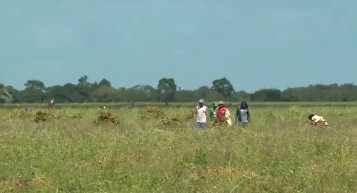As áreas para o plantio de feijão no Agreste são cedidas por usinas de cana-de-açúcar