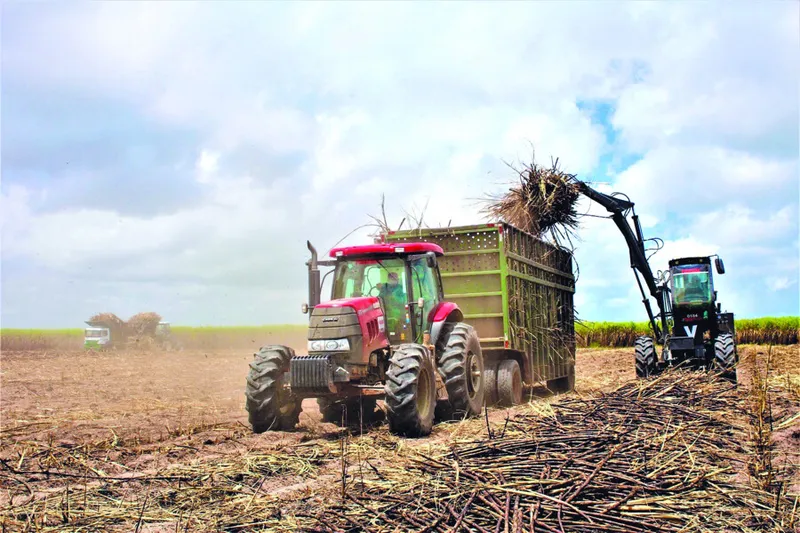 Imagem ilustrativa da imagem COMEÇA A SAFRA 23/24 EM AL                                 .