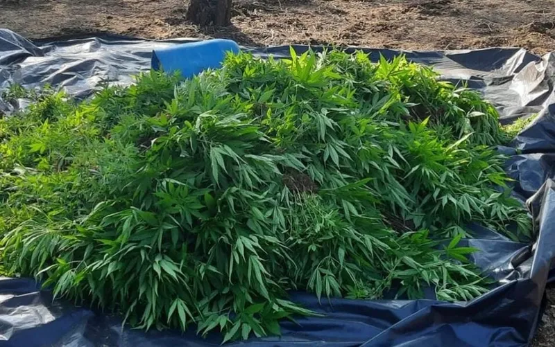 Duas pessoas foram detidas durante a ação por suspeita de cultivo de maconha e porte ilegal de arma de fogo