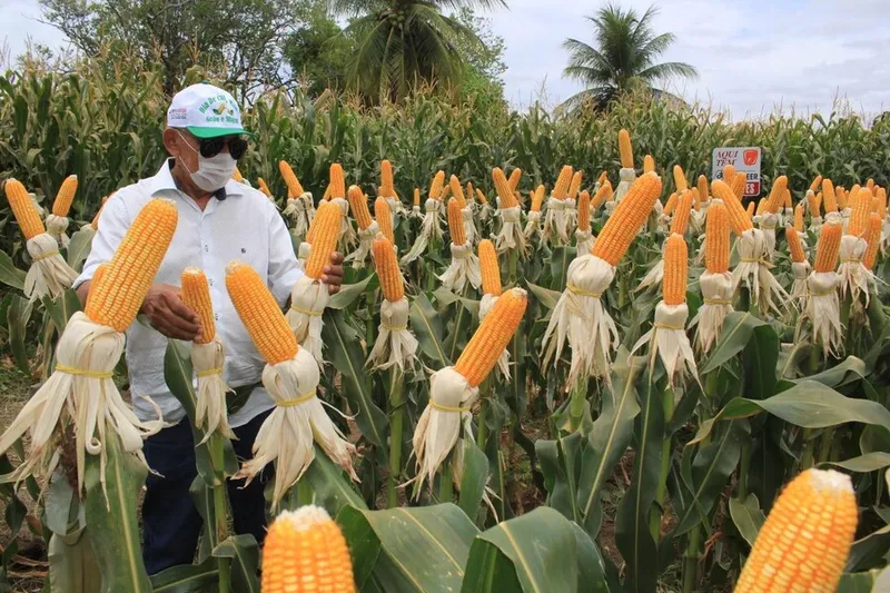 A safra alagoana de milho deve atingir 165.271 toneladas, segundo estimativa do IBGE
