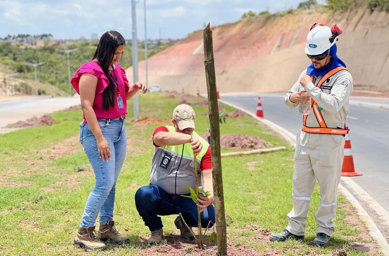 Ao todo, no percurso de 1,5 km, a autarquia plantará, até o final do mês, mais de 16 árvores