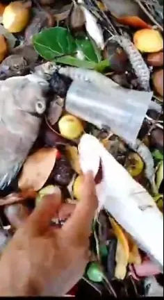 Imagem ilustrativa da imagem Mais peixes aparecem mortos na Lagoa Mundaú