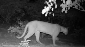 Câmeras registram onça-parda e outras espécies raras na Caatinga alagoana