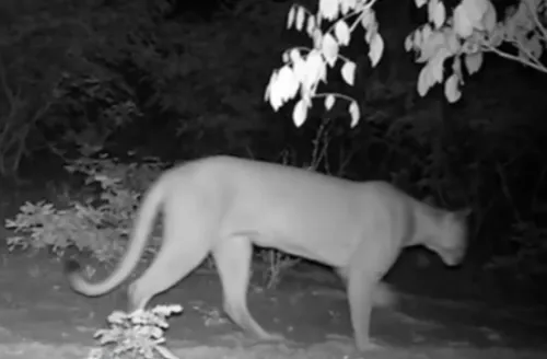 Câmeras registram onça-parda e outras espécies raras na Caatinga alagoana