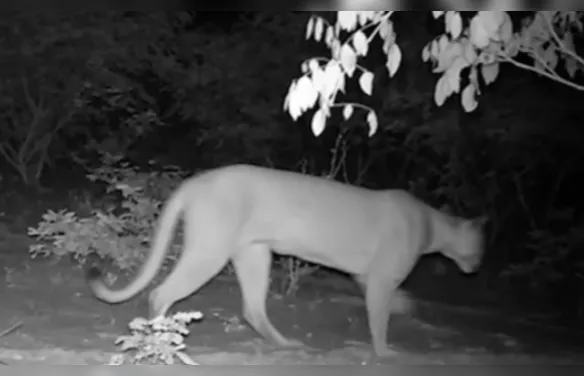 Câmeras registram onça-parda e outras espécies raras na Caatinga alagoana