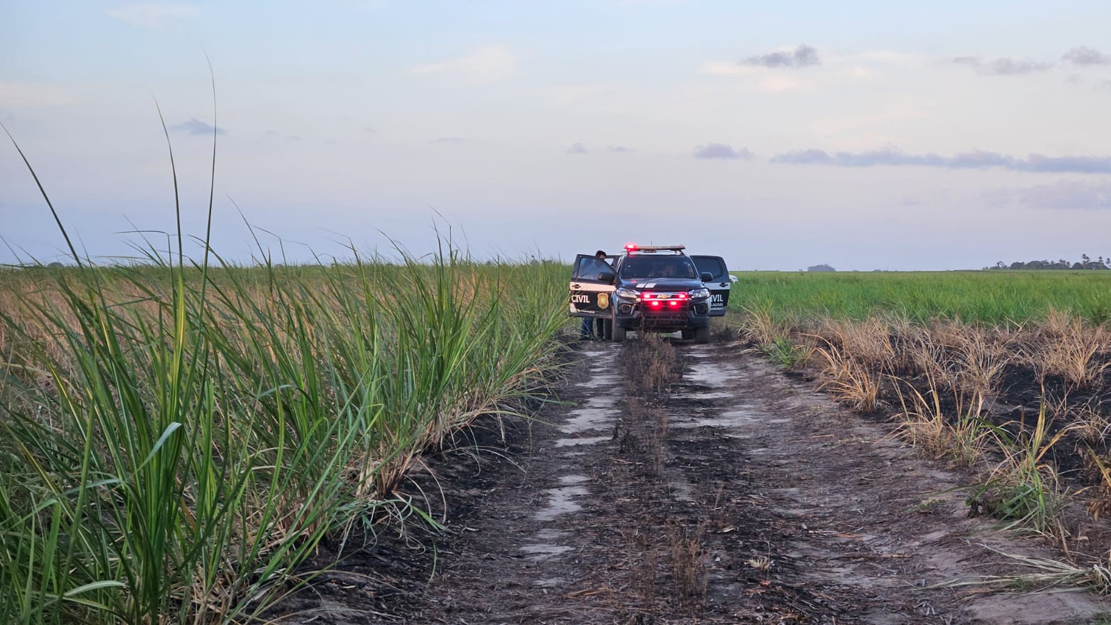 Cabeleireira desaparecida é encontrada morta e carbonizada em canavial em AL