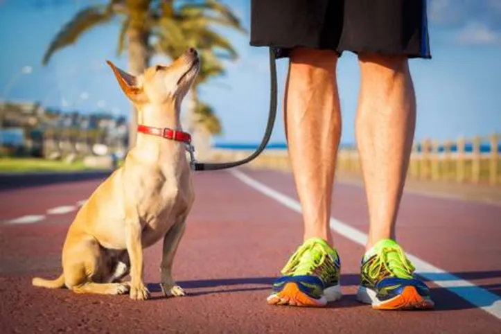Passear com pets faz bem para a saúde dos donos e dos animais
